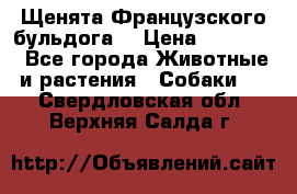 Щенята Французского бульдога. › Цена ­ 45 000 - Все города Животные и растения » Собаки   . Свердловская обл.,Верхняя Салда г.